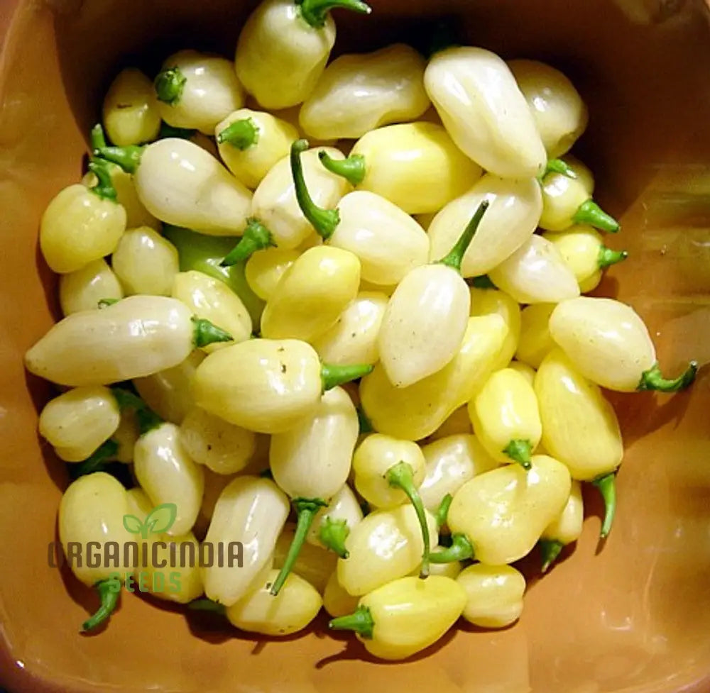 White Habanero Pepper Vegetable Seeds Planting And Gardening Tips For Successful Cultivation