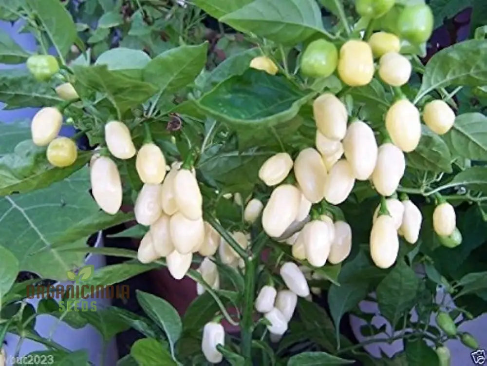 White Habanero Pepper Vegetable Seeds Planting And Gardening Tips For Successful Cultivation