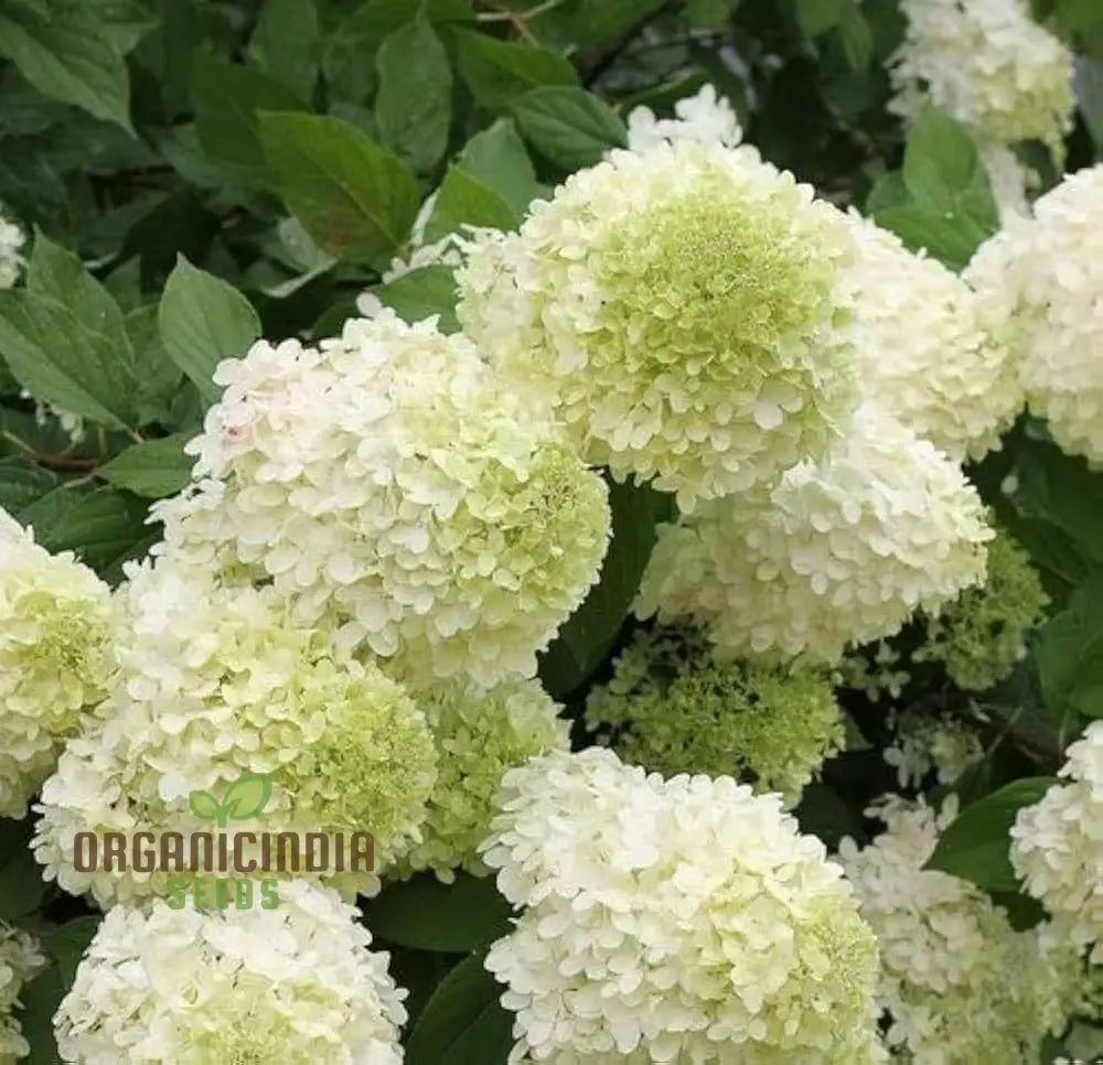 White Hydrangea Flower Seeds For Planting Grow Stunning Bonsai Your Garden High-Quality Seeds