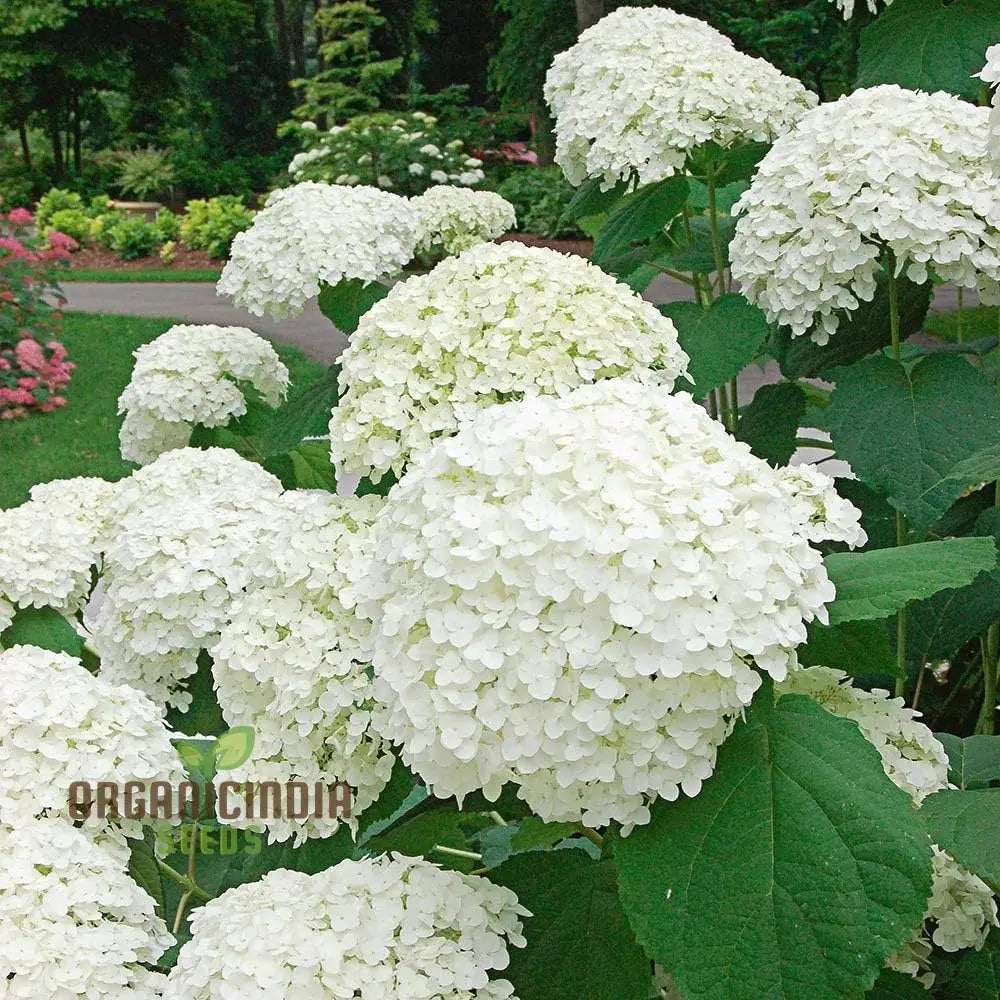 White Hydrangea Flower Seeds For Planting Grow Stunning Bonsai Your Garden High-Quality Seeds