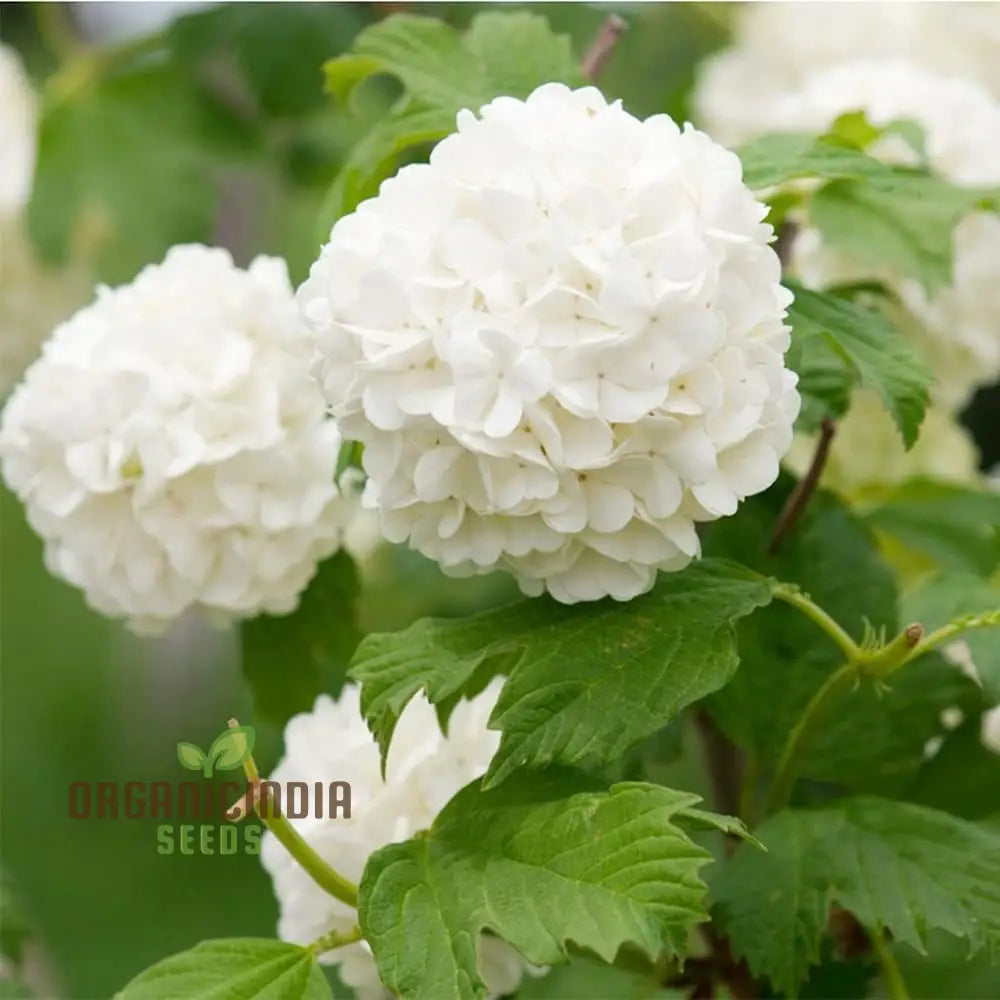 White Hydrangea Flower Seeds For Planting Grow Stunning Bonsai Your Garden High-Quality Seeds