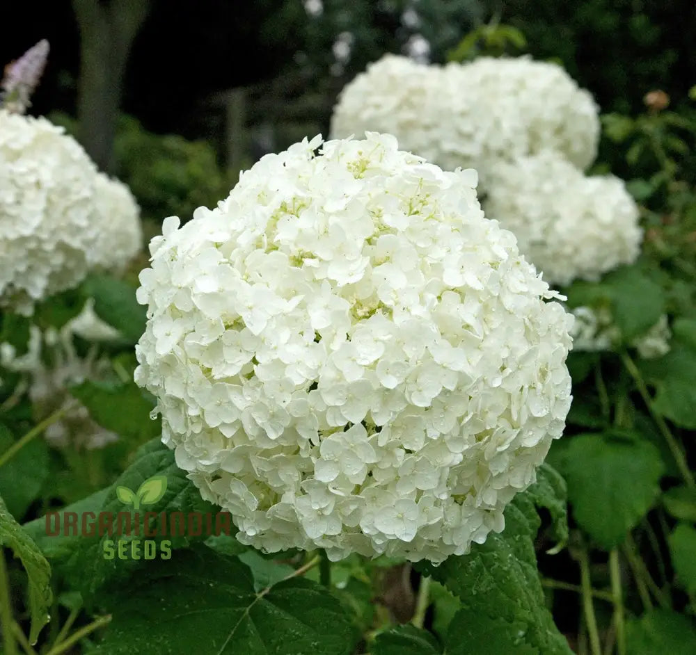 White Hydrangea Flower Seeds For Planting Grow Stunning Bonsai Your Garden High-Quality Seeds