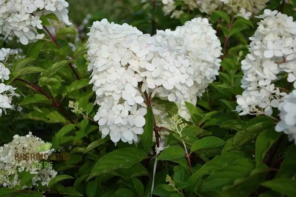 White Hydrangea Flower Seeds For Planting Grow Stunning Bonsai Your Garden High-Quality Seeds