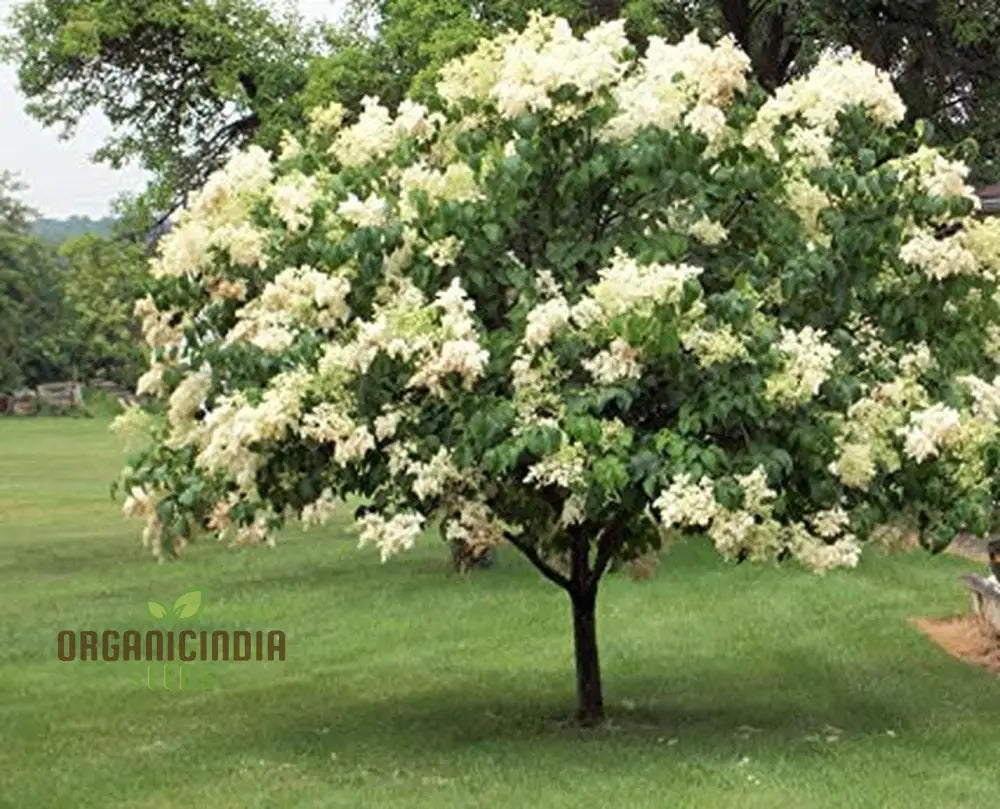 White Japanese Lilac Flower Seeds Complete Planting Guide For Growing Elegant Blooms