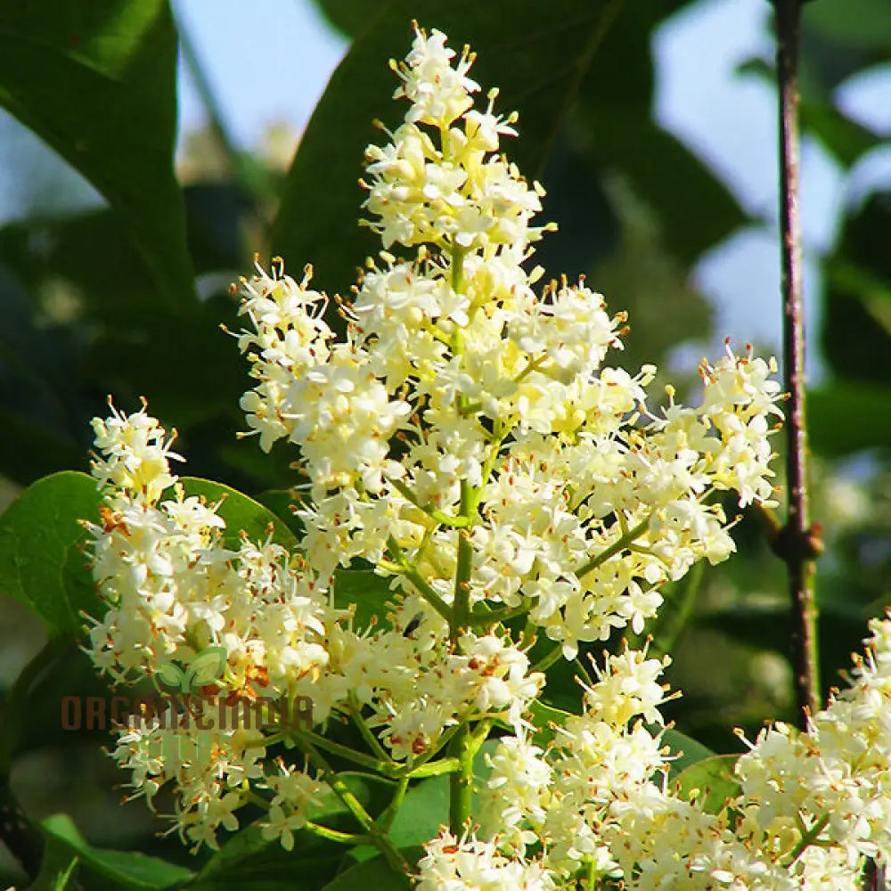 White Japanese Lilac Flower Seeds Complete Planting Guide For Growing Elegant Blooms