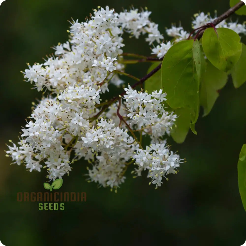 White Japanese Lilac Flower Seeds Complete Planting Guide For Growing Elegant Blooms