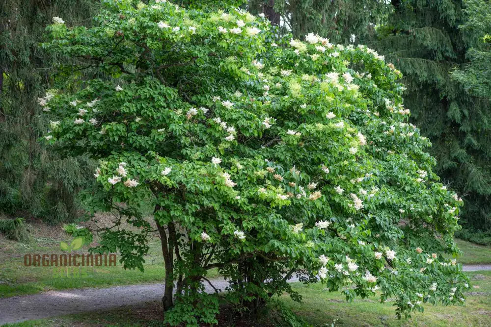 White Japanese Lilac Flower Seeds Complete Planting Guide For Growing Elegant Blooms