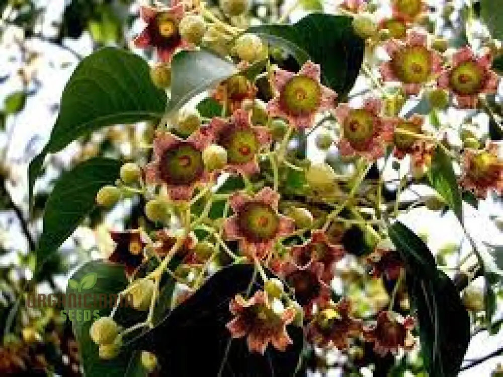 White Kurrajong Wildflower Tree Seeds - Gardening And Planting In Your Garden