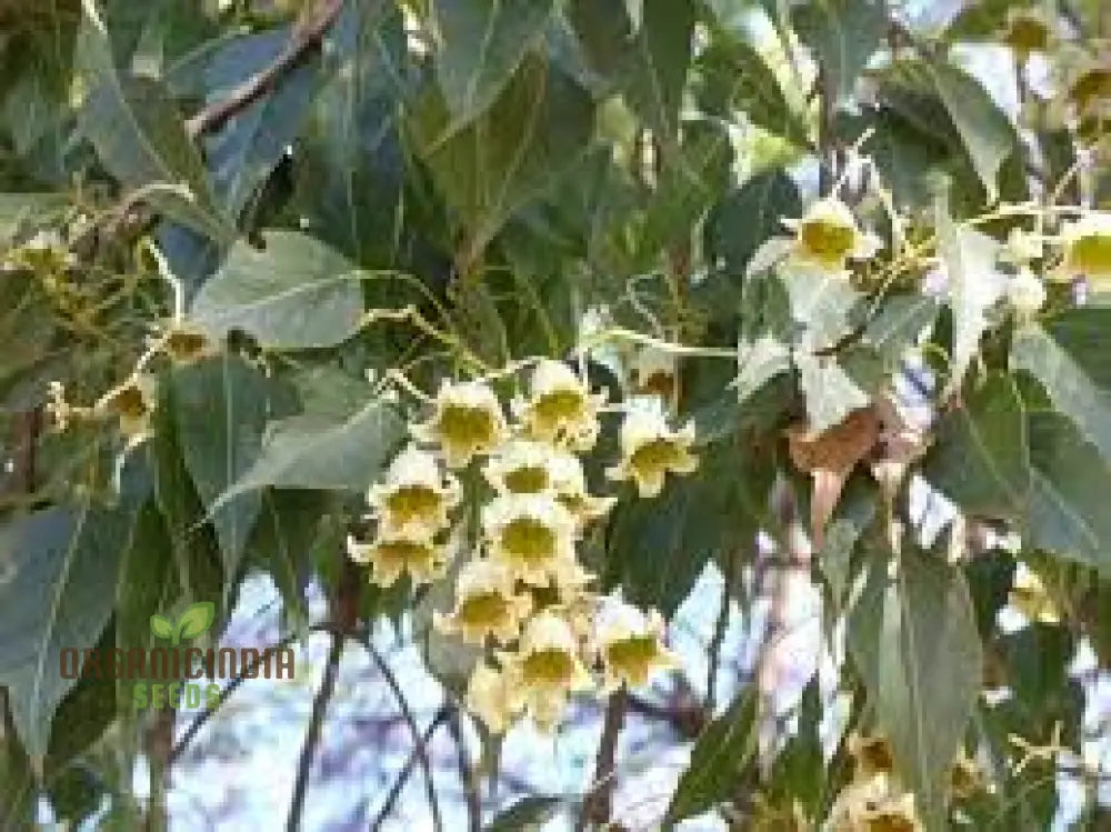 White Kurrajong Wildflower Tree Seeds - Gardening And Planting In Your Garden