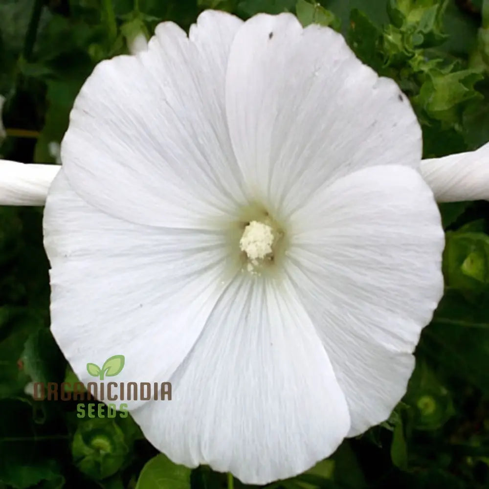 White Lavatera Flower Seeds – Elevate Your Gardening Experience With Graceful Stunning Blooms Seeds