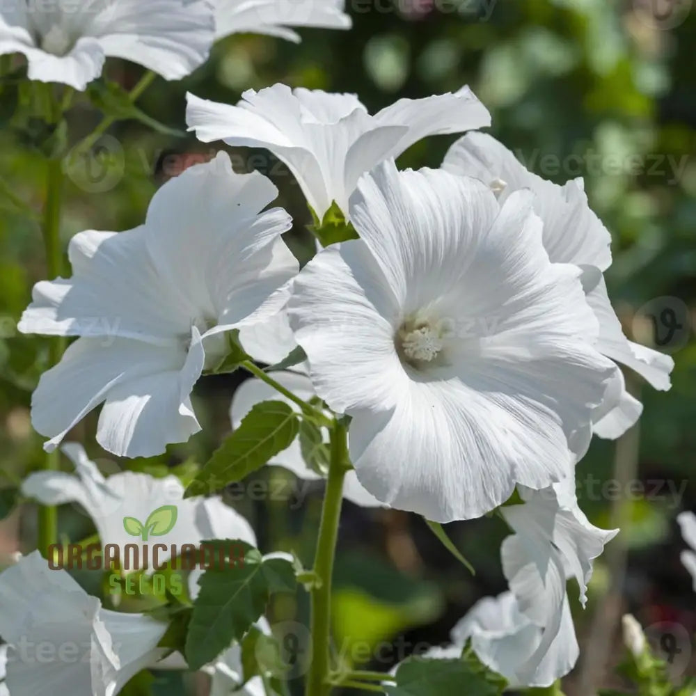 White Lavatera Flower Seeds – Elevate Your Gardening Experience With Graceful Stunning Blooms Seeds