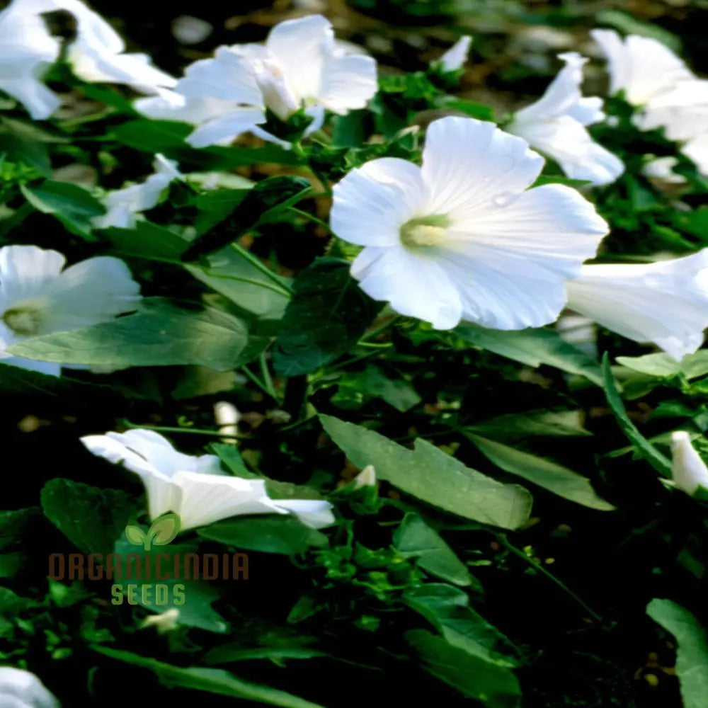 White Lavatera Flower Seeds – Elevate Your Gardening Experience With Graceful Stunning Blooms Seeds