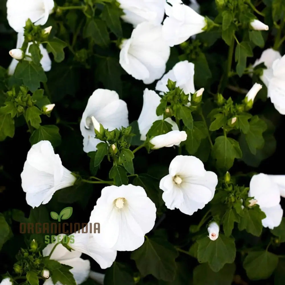 White Lavatera Flower Seeds – Elevate Your Gardening Experience With Graceful Stunning Blooms Seeds