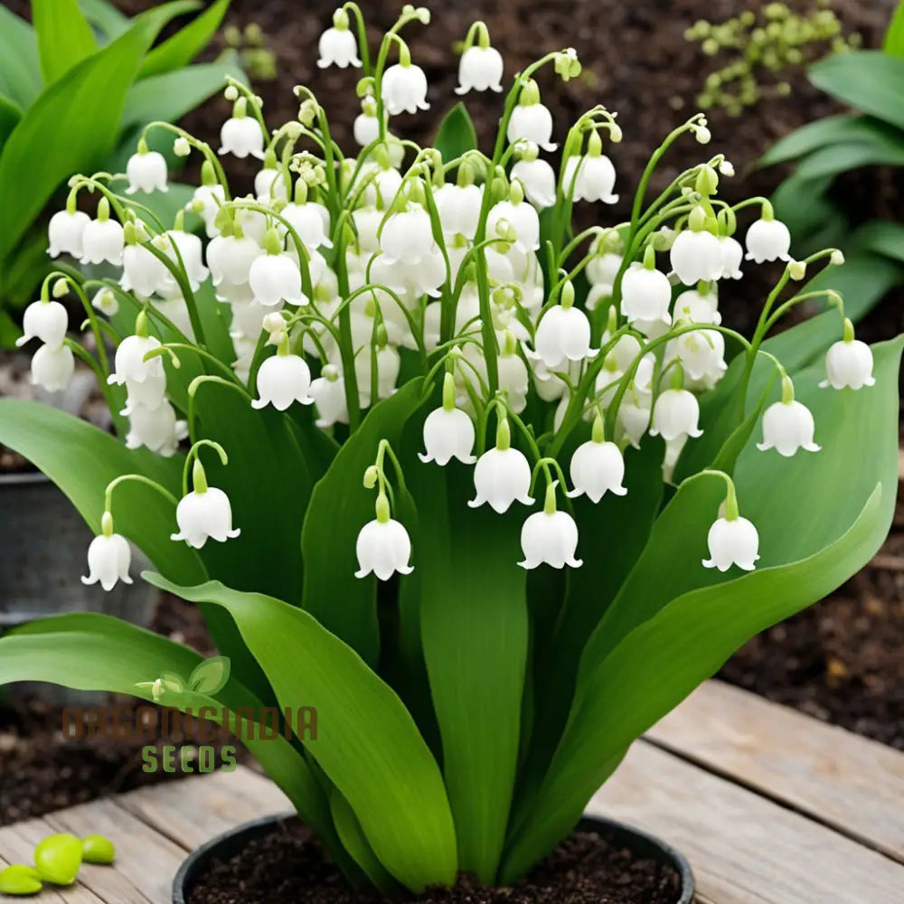 White Lily Of The Valley Flower Seeds Elegant And Fragrant Blooms For Serene Gardens Perennials