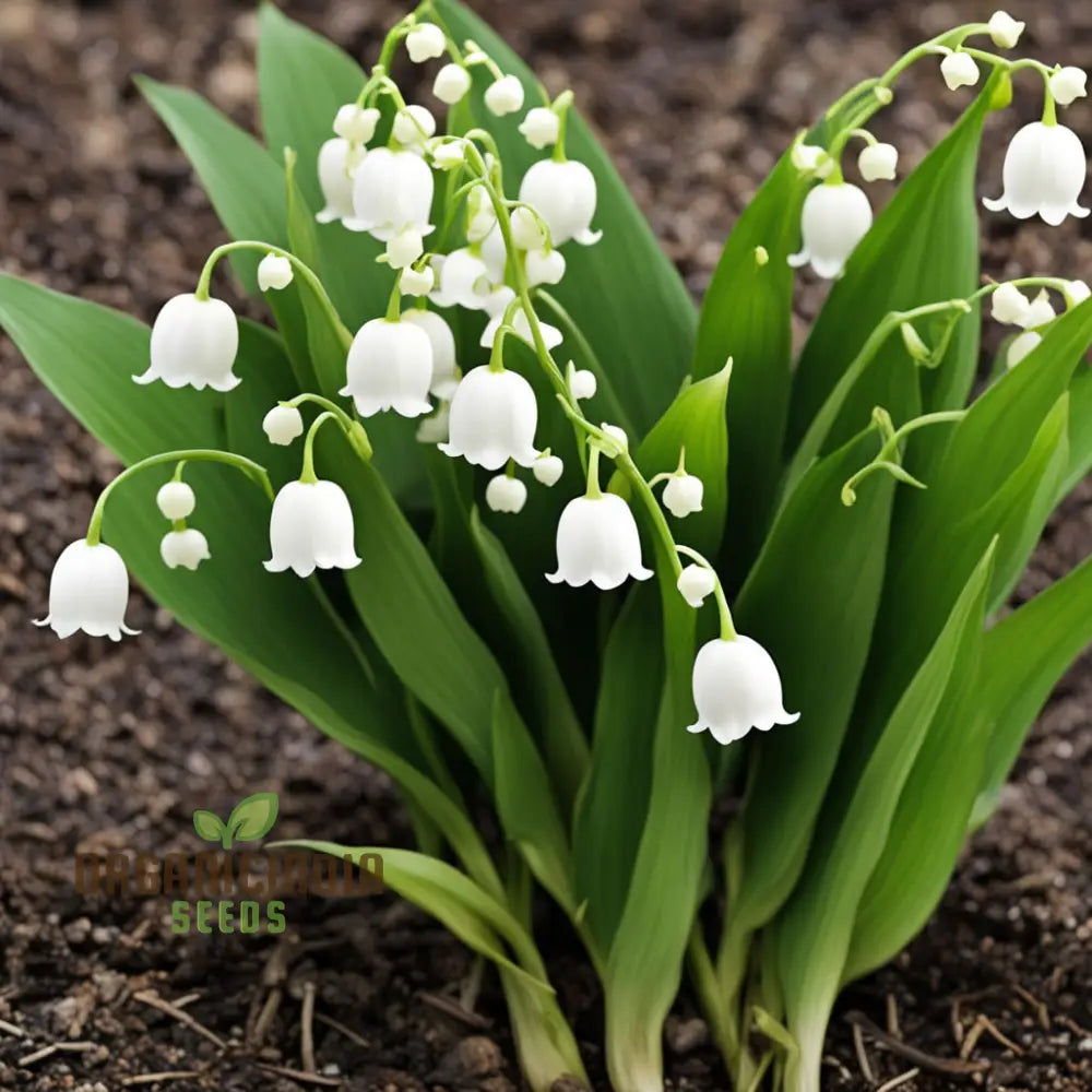 White Lily Of The Valley Flower Seeds Elegant And Fragrant Blooms For Serene Gardens Perennials