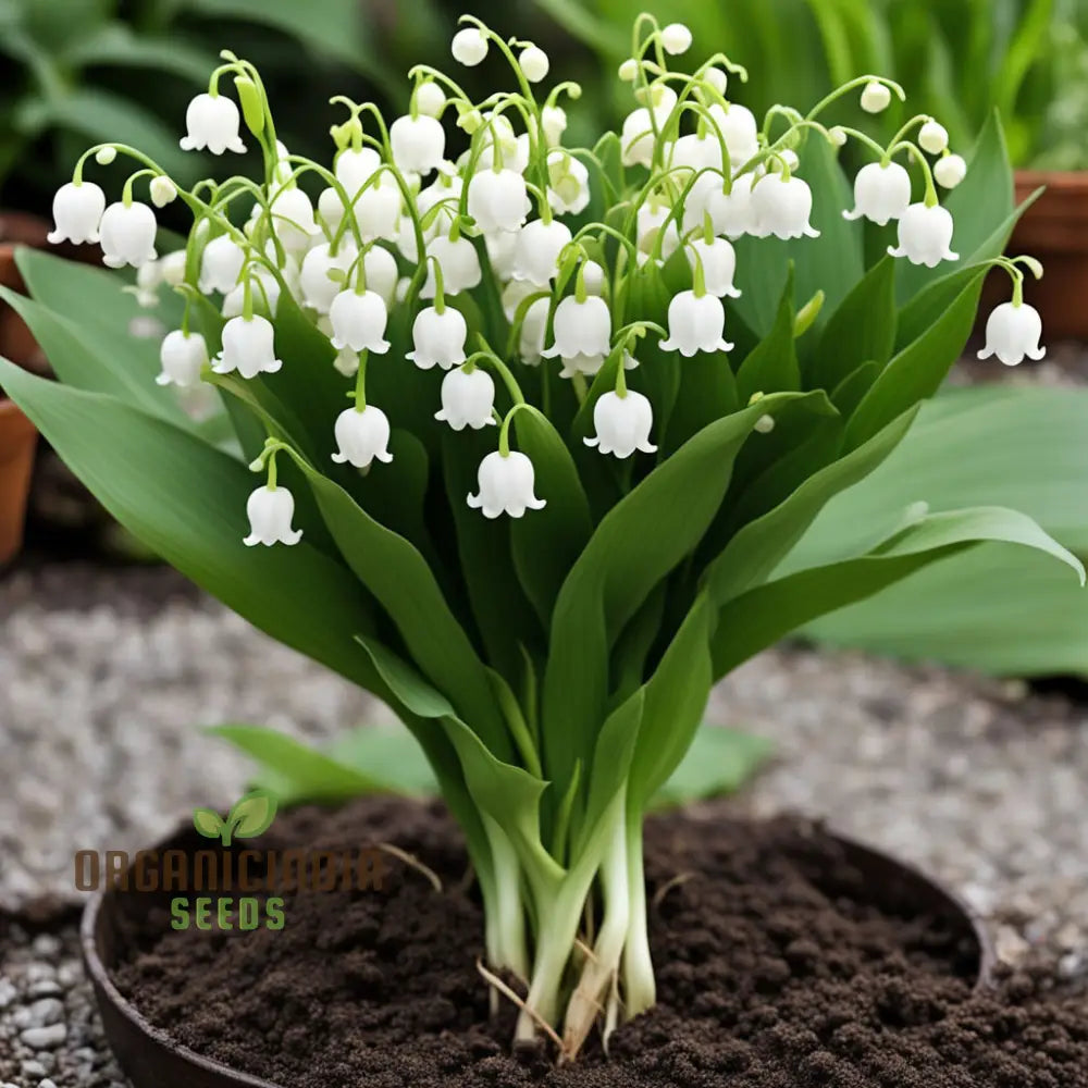 White Lily Of The Valley Flower Seeds Elegant And Fragrant Blooms For Serene Gardens Perennials