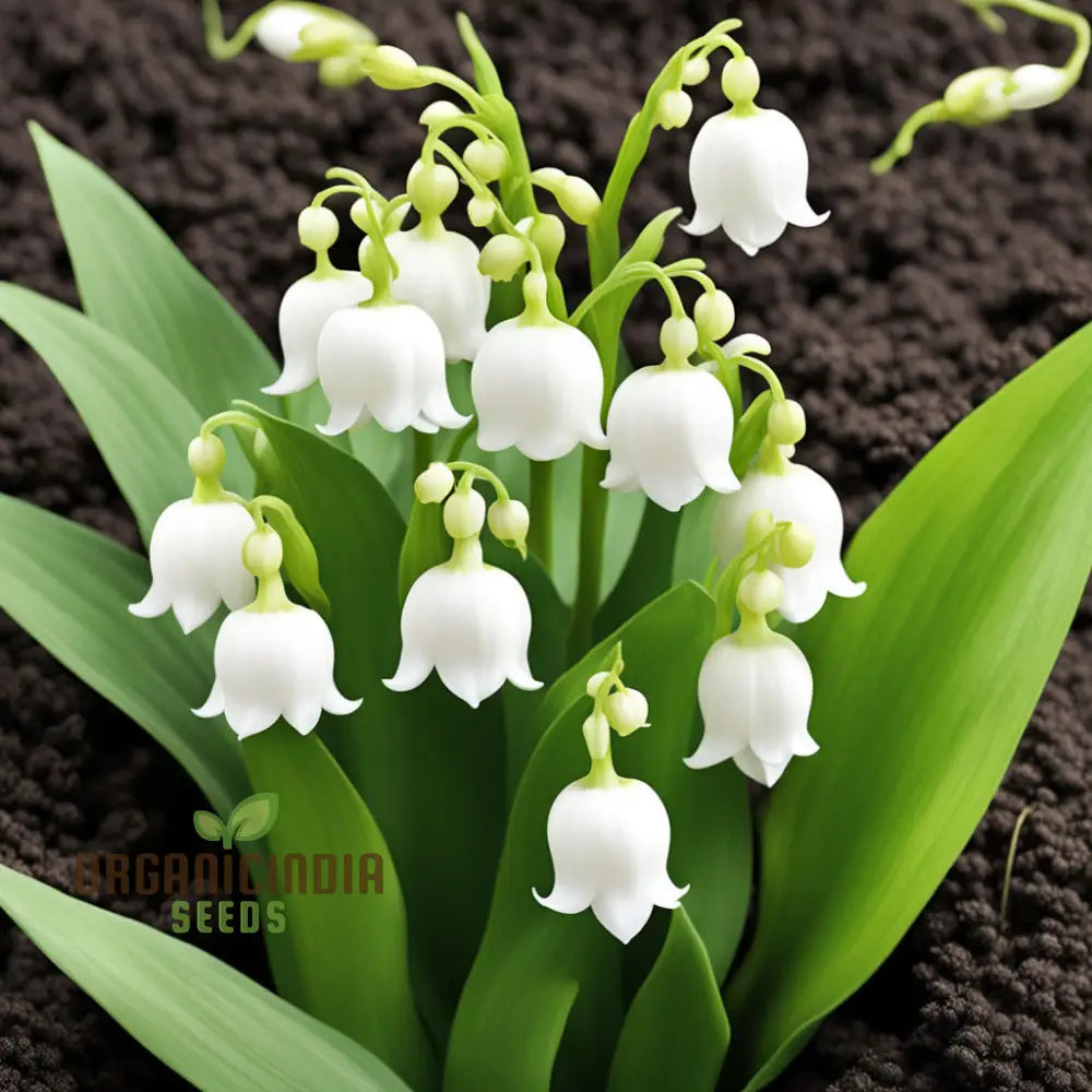 White Lily Of The Valley Flower Seeds Elegant And Fragrant Blooms For Serene Gardens Perennials