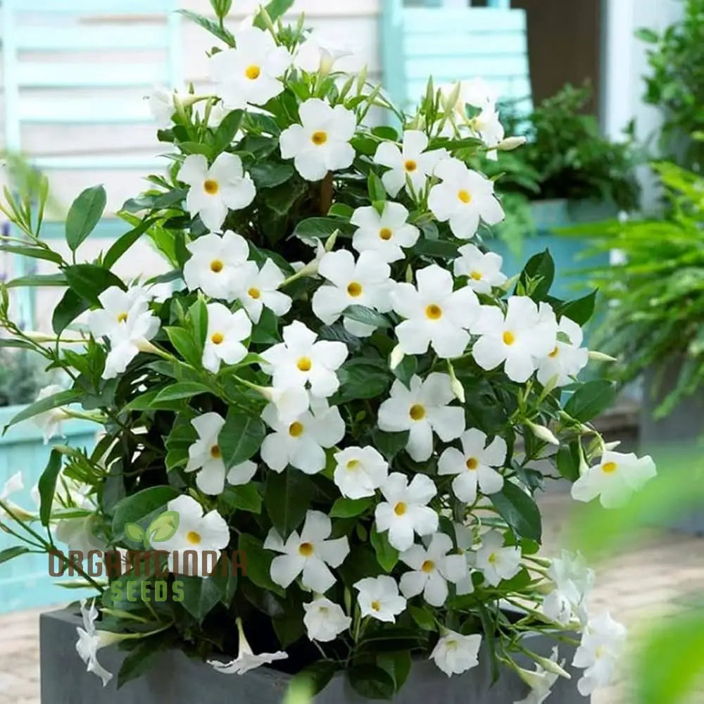 White Mandevilla Vine Flower Seeds For Planting Expert Gardening And Cultivation Guide