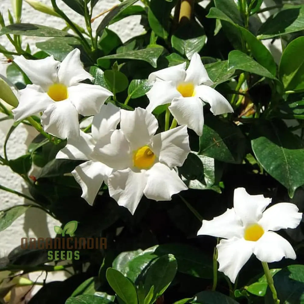 White Mandevilla Vine Flower Seeds For Planting Expert Gardening And Cultivation Guide