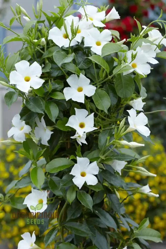 White Mandevilla Vine Flower Seeds For Planting Expert Gardening And Cultivation Guide