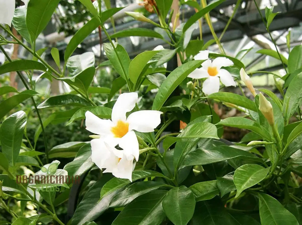 White Mandevilla Vine Flower Seeds For Planting Expert Gardening And Cultivation Guide