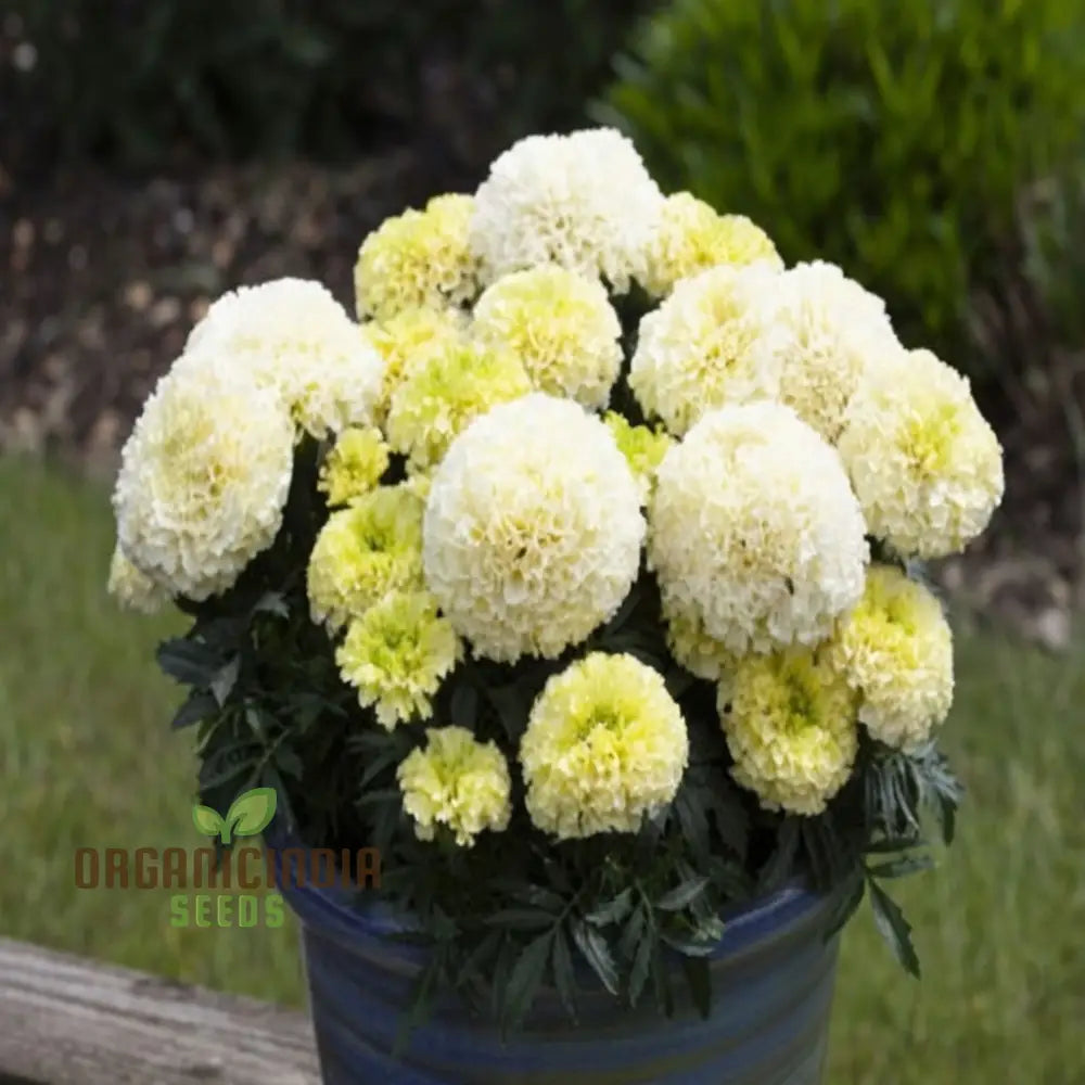 White Marigold Flower Seeds For Gardening Enthusiasts - Grow Stunning Blooms With Our High-Quality