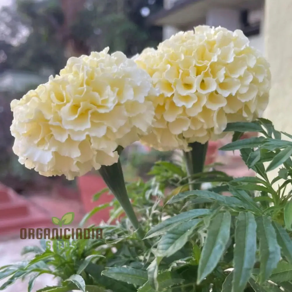 White Marigold Flower Seeds For Gardening Enthusiasts - Grow Stunning Blooms With Our High-Quality