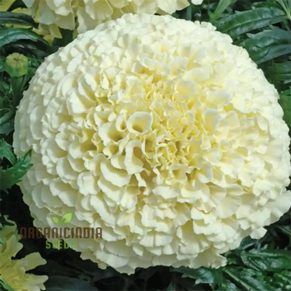 White Marigold Flower Seeds For Gardening Enthusiasts - Grow Stunning Blooms With Our High-Quality