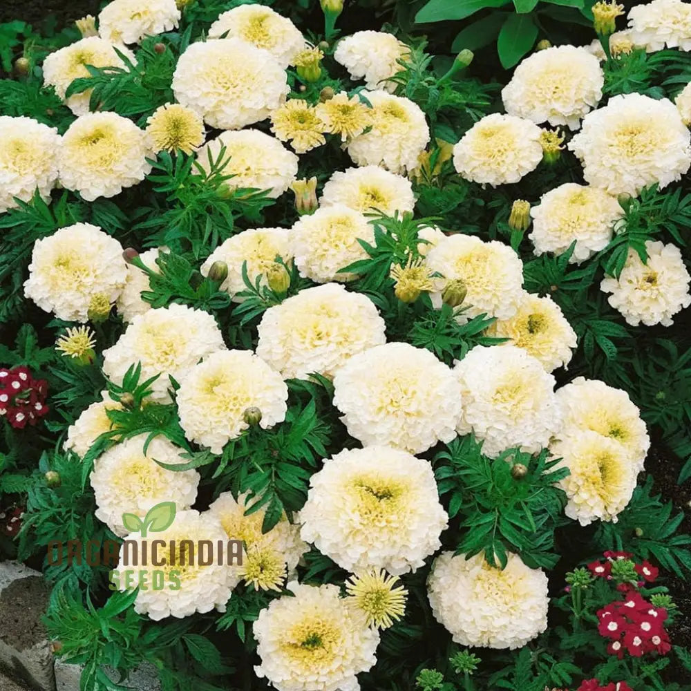 White Marigold Flower Seeds For Gardening Enthusiasts - Grow Stunning Blooms With Our High-Quality