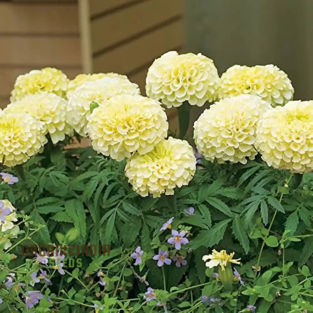 White Marigold Flower Seeds For Gardening Enthusiasts - Grow Stunning Blooms With Our High-Quality