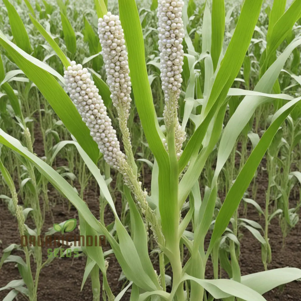 White Millet Seeds Tiny Grains Big Nutrition