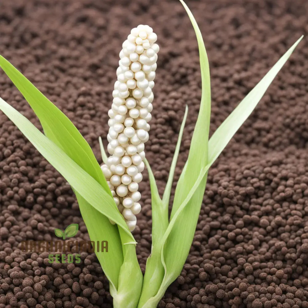 White Millet Seeds Tiny Grains Big Nutrition