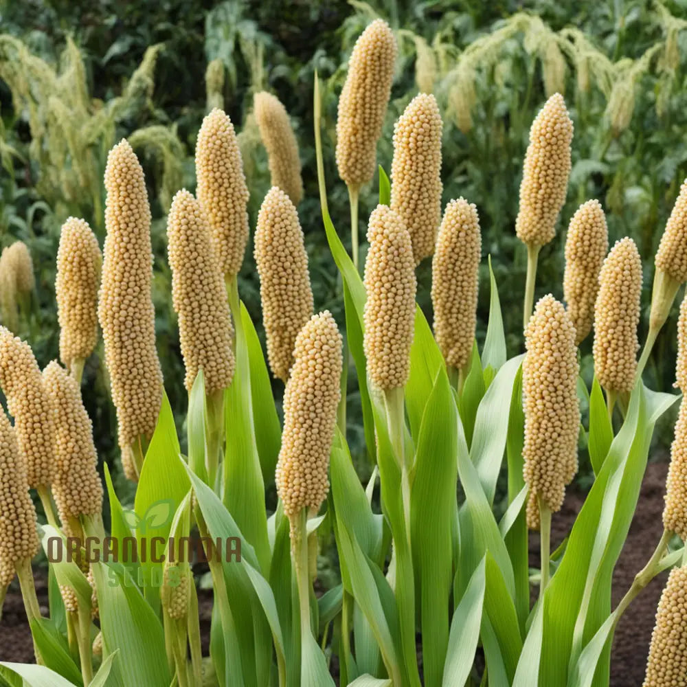 White Millet Seeds Tiny Grains Big Nutrition