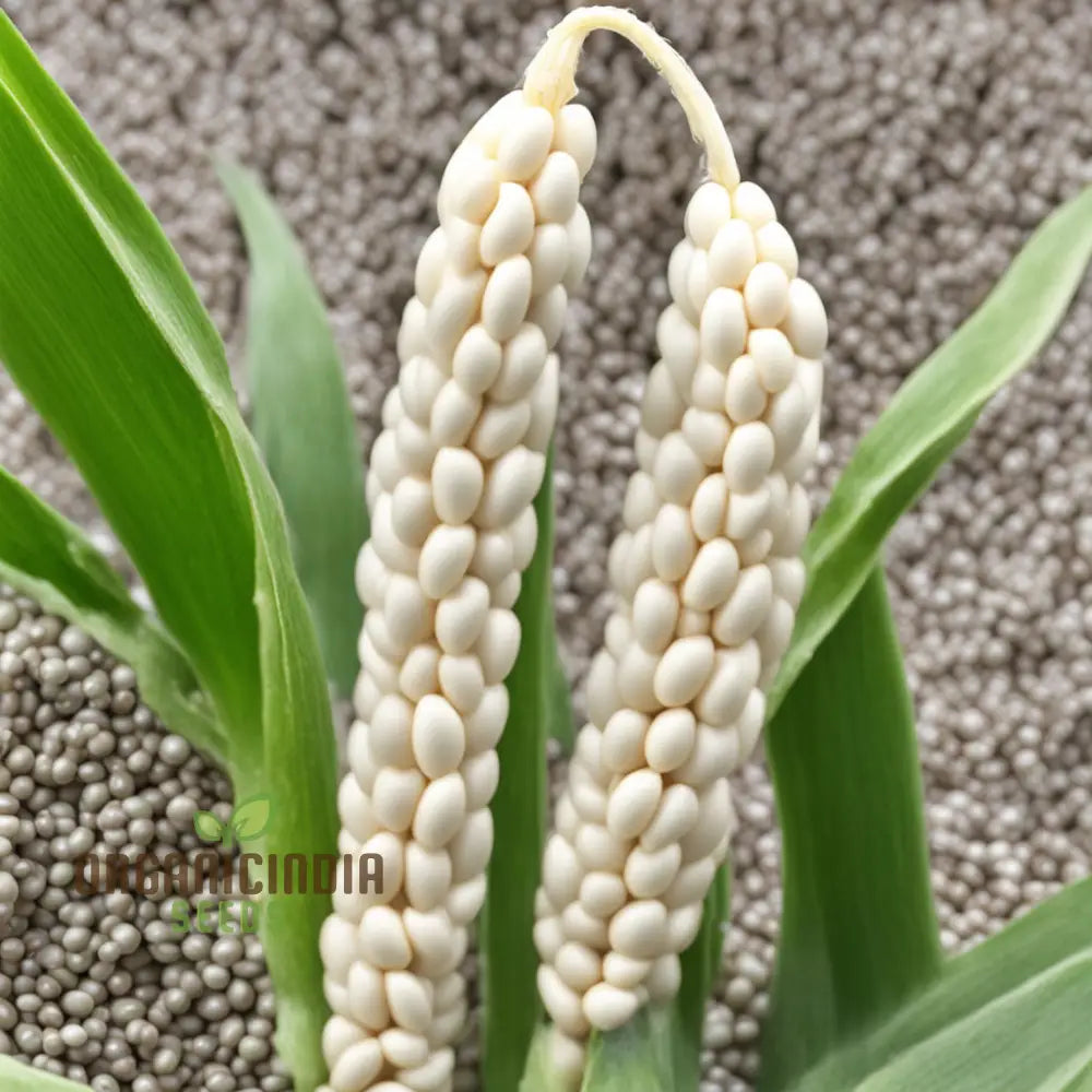 White Millet Seeds Tiny Grains Big Nutrition