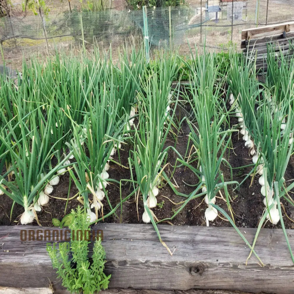 White Onion Vegetable Seeds Expert Planting And Gardening Tips For Growing Flavorful Additions To