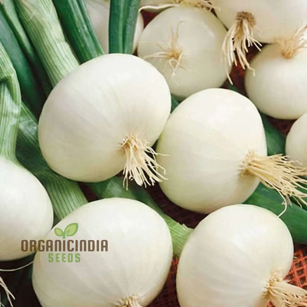 White Onion Vegetable Seeds Expert Planting And Gardening Tips For Growing Flavorful Additions To