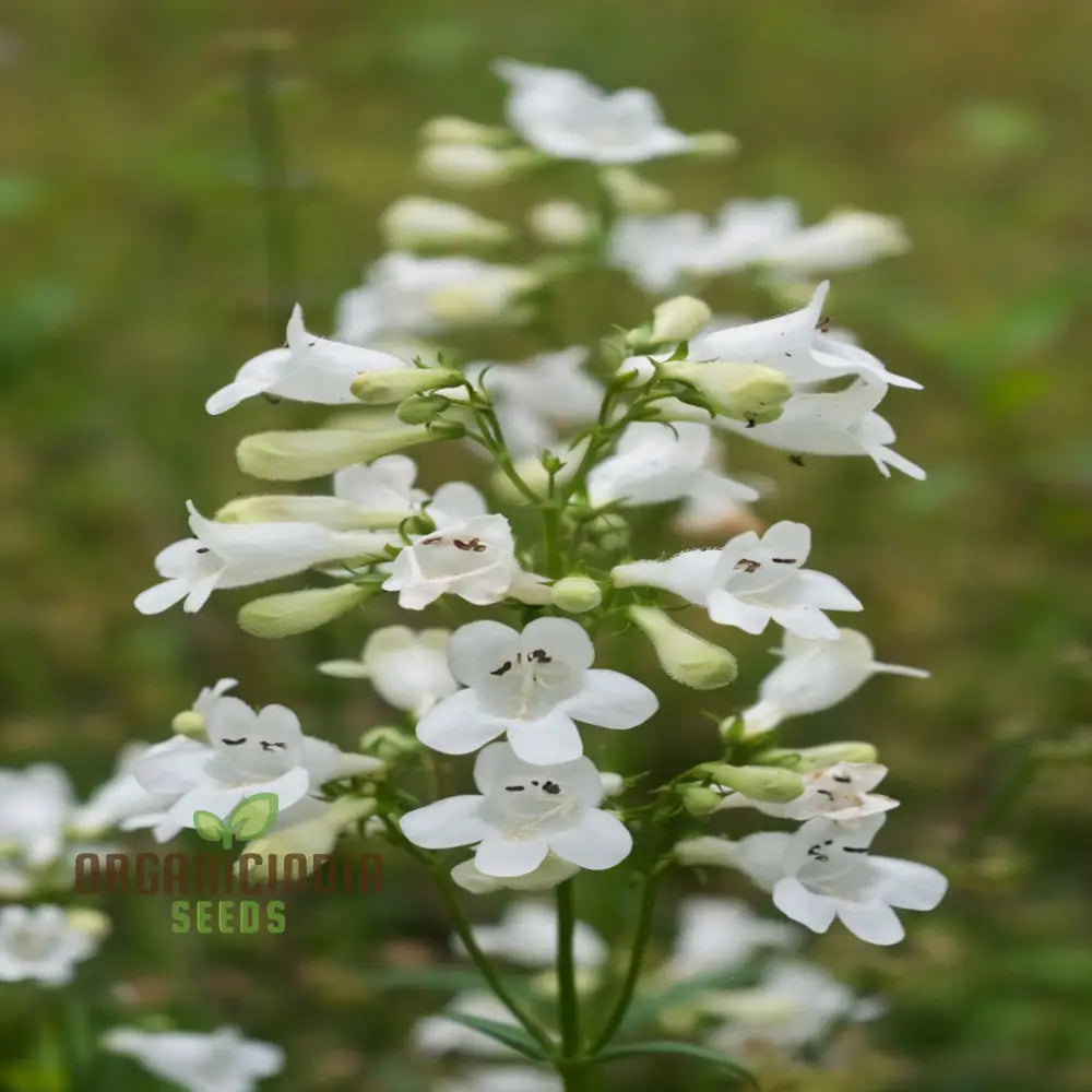 White Penstemon Flower Seeds - Elegant Blooms For Sophisticated Garden Displays Seeds