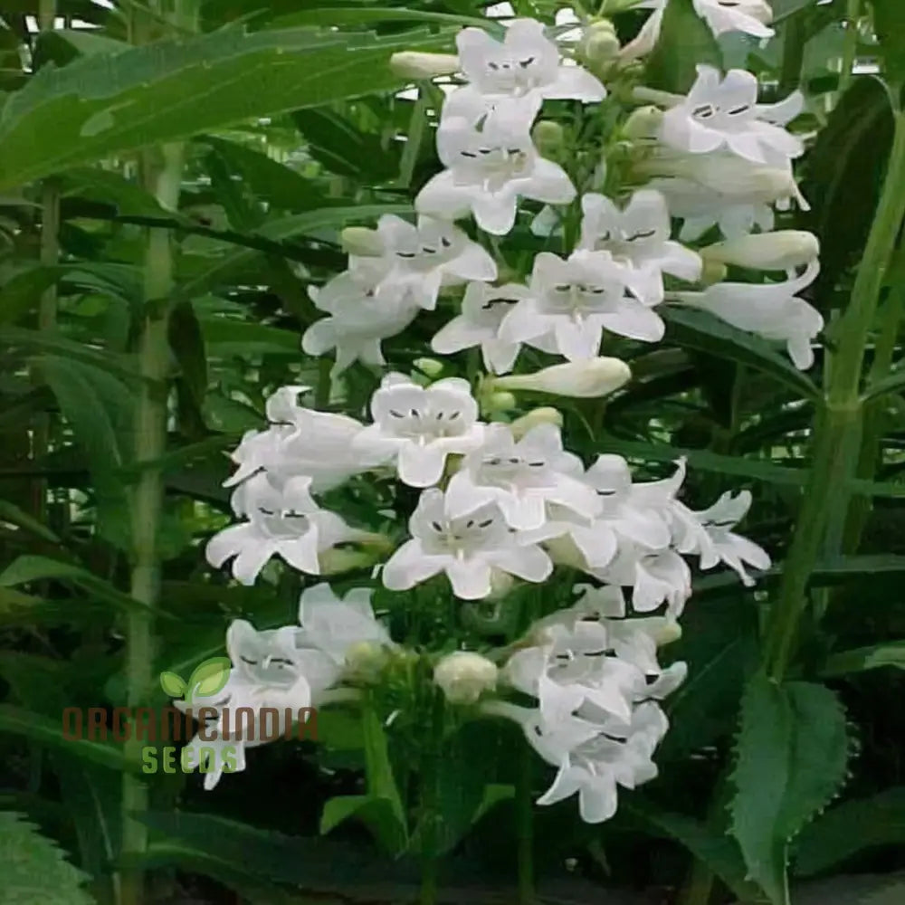 White Penstemon Flower Seeds - Elegant Blooms For Sophisticated Garden Displays Seeds