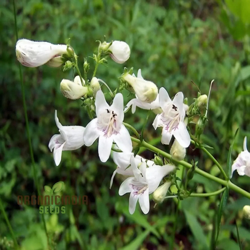 White Penstemon Flower Seeds - Elegant Blooms For Sophisticated Garden Displays Seeds