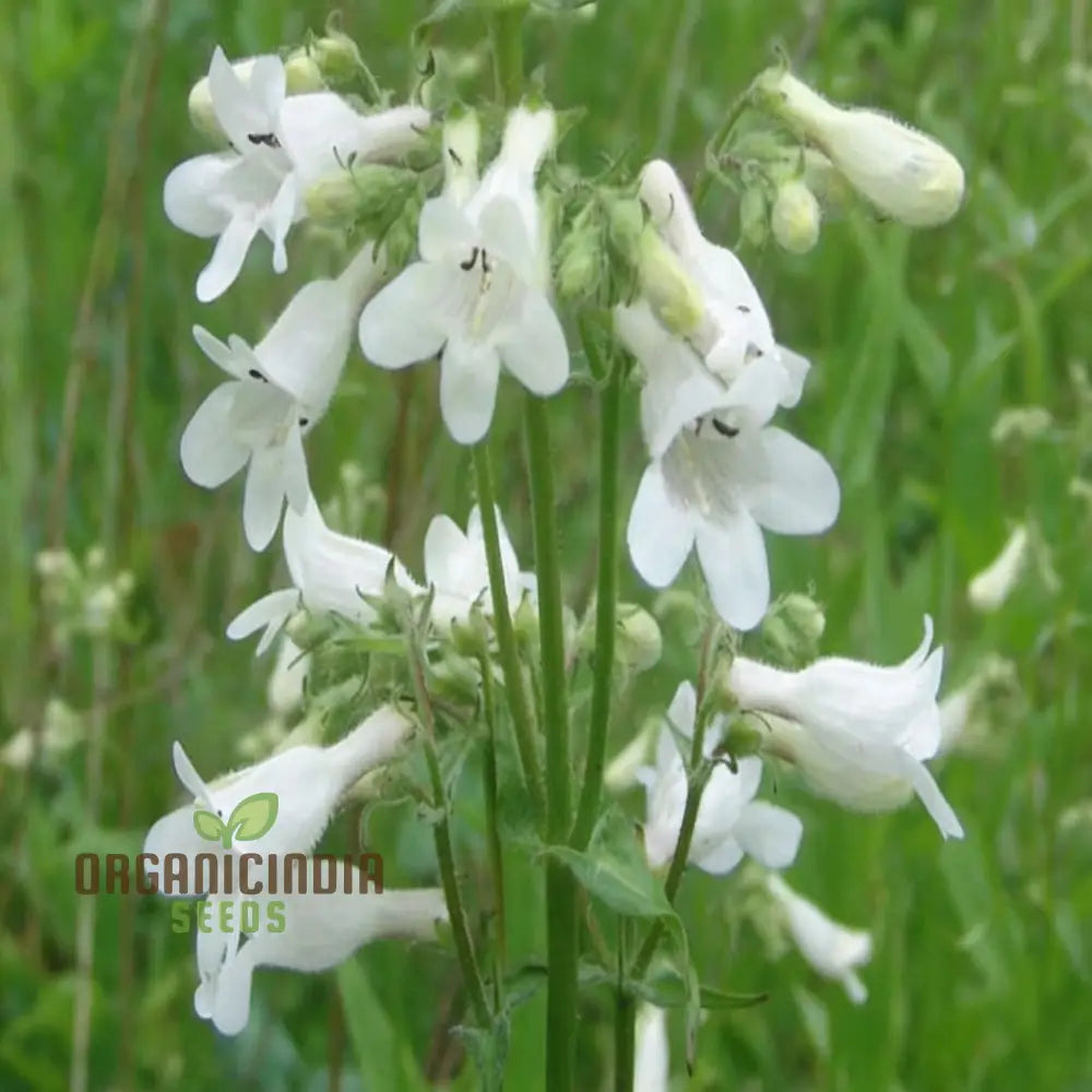 White Penstemon Flower Seeds - Elegant Blooms For Sophisticated Garden Displays Seeds