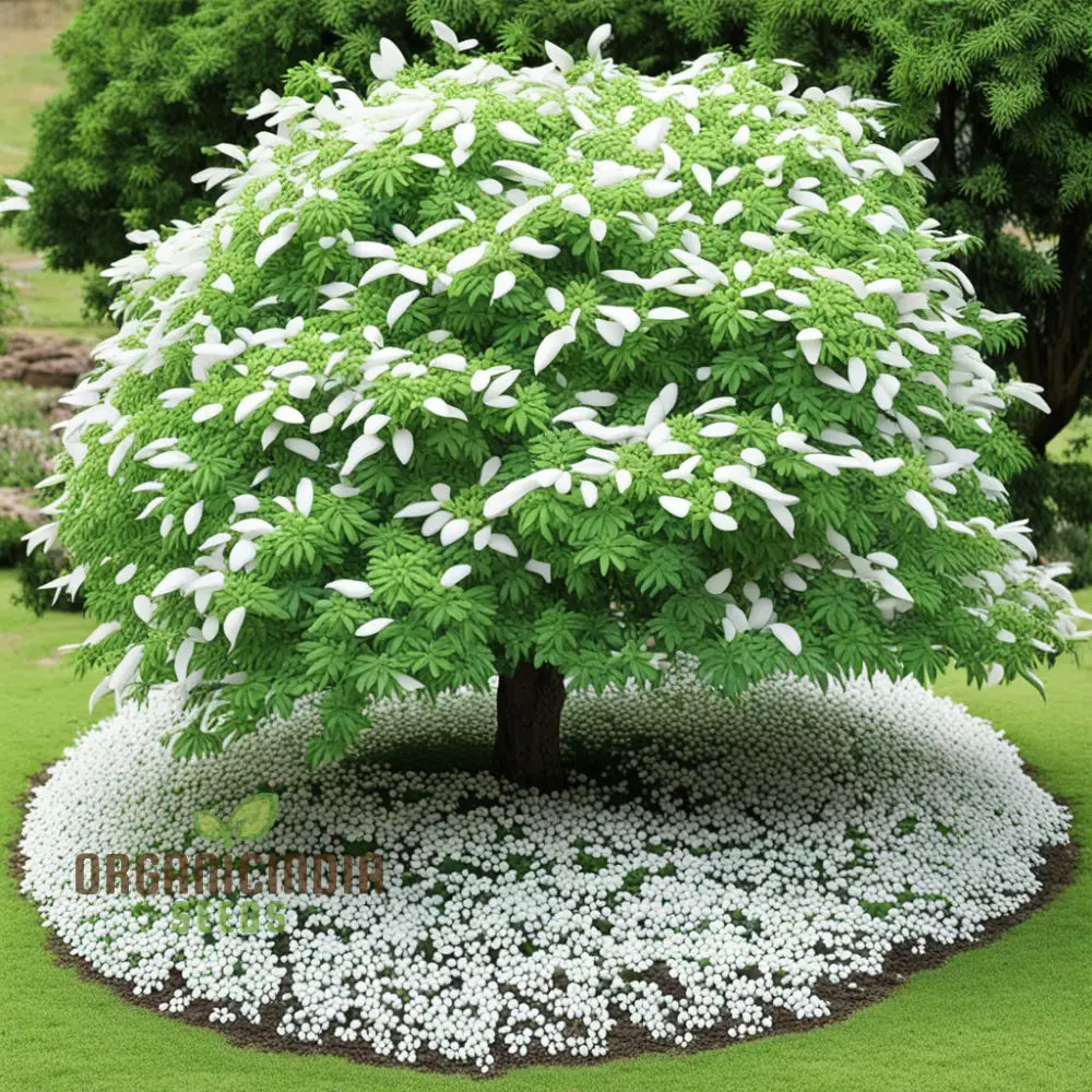 White Perennial Flower Seeds Create Timeless Beauty In Your Garden With Premium For Planting Annuals