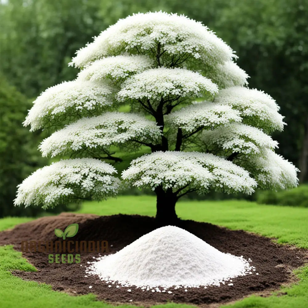 White Perennial Flower Seeds Create Timeless Beauty In Your Garden With Premium For Planting Annuals