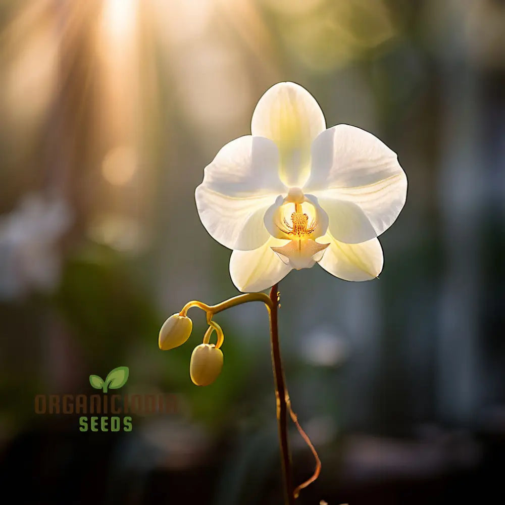 White Phalaenopsis Orchid Flower Seeds - Exquisite Blossoms For Elegant Garden Spaces Perennials