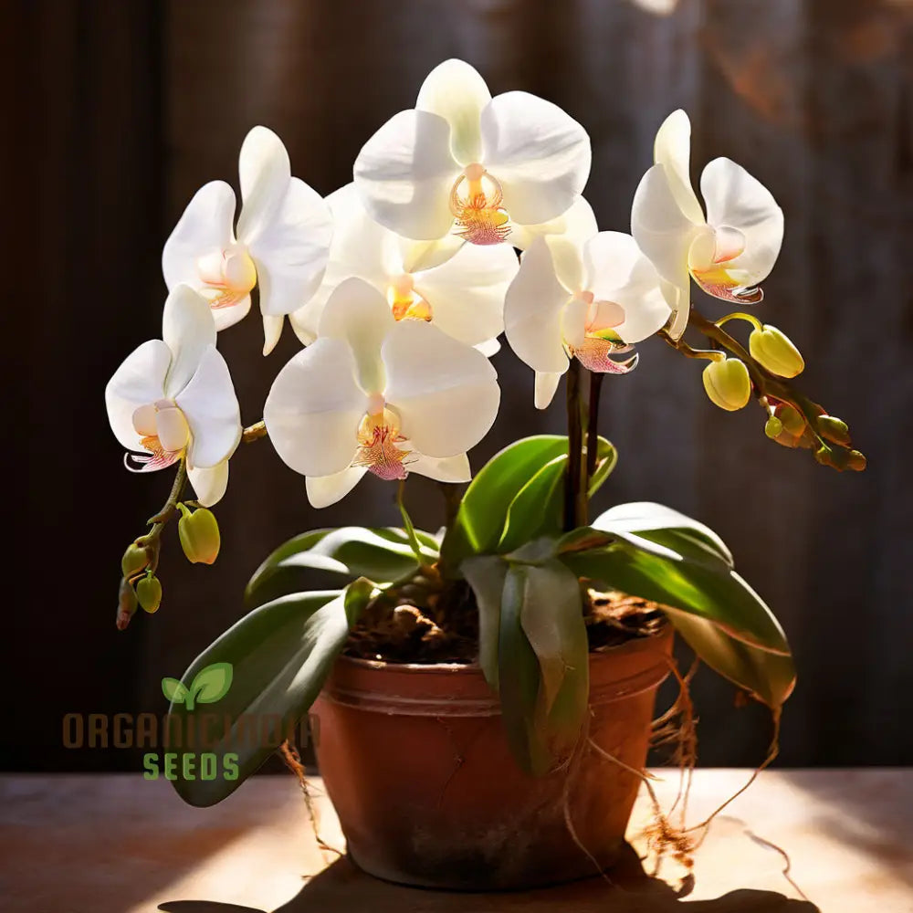 White Phalaenopsis Orchid Flower Seeds - Exquisite Blossoms For Elegant Garden Spaces Perennials