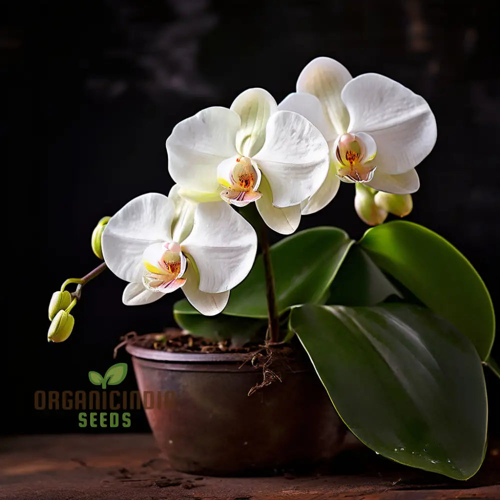 White Phalaenopsis Orchid Flower Seeds - Exquisite Blossoms For Elegant Garden Spaces Perennials