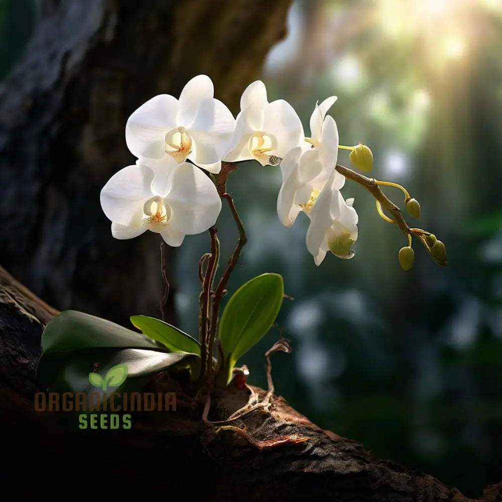 White Phalaenopsis Orchid Flower Seeds - Exquisite Blossoms For Elegant Garden Spaces Perennials