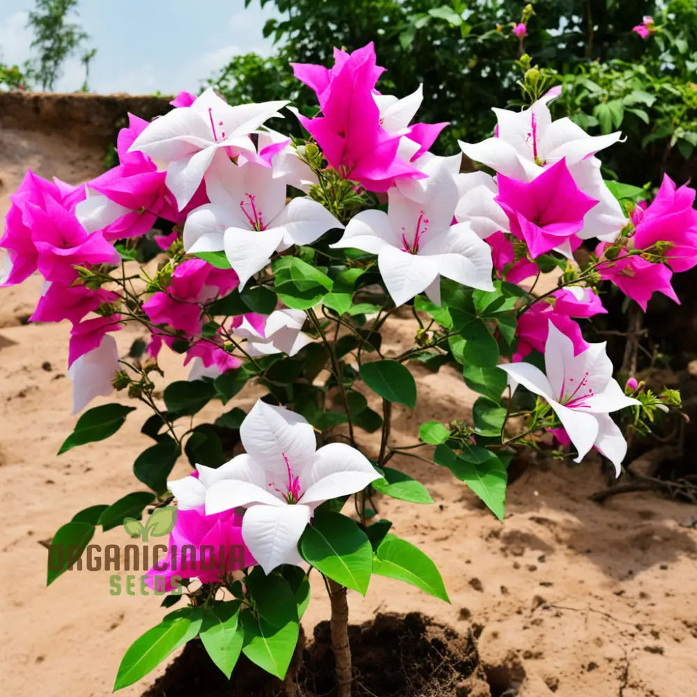 White Pink Bougainvillea Flower Seeds - Vibrant Blooms For Your Garden Premium Planting And