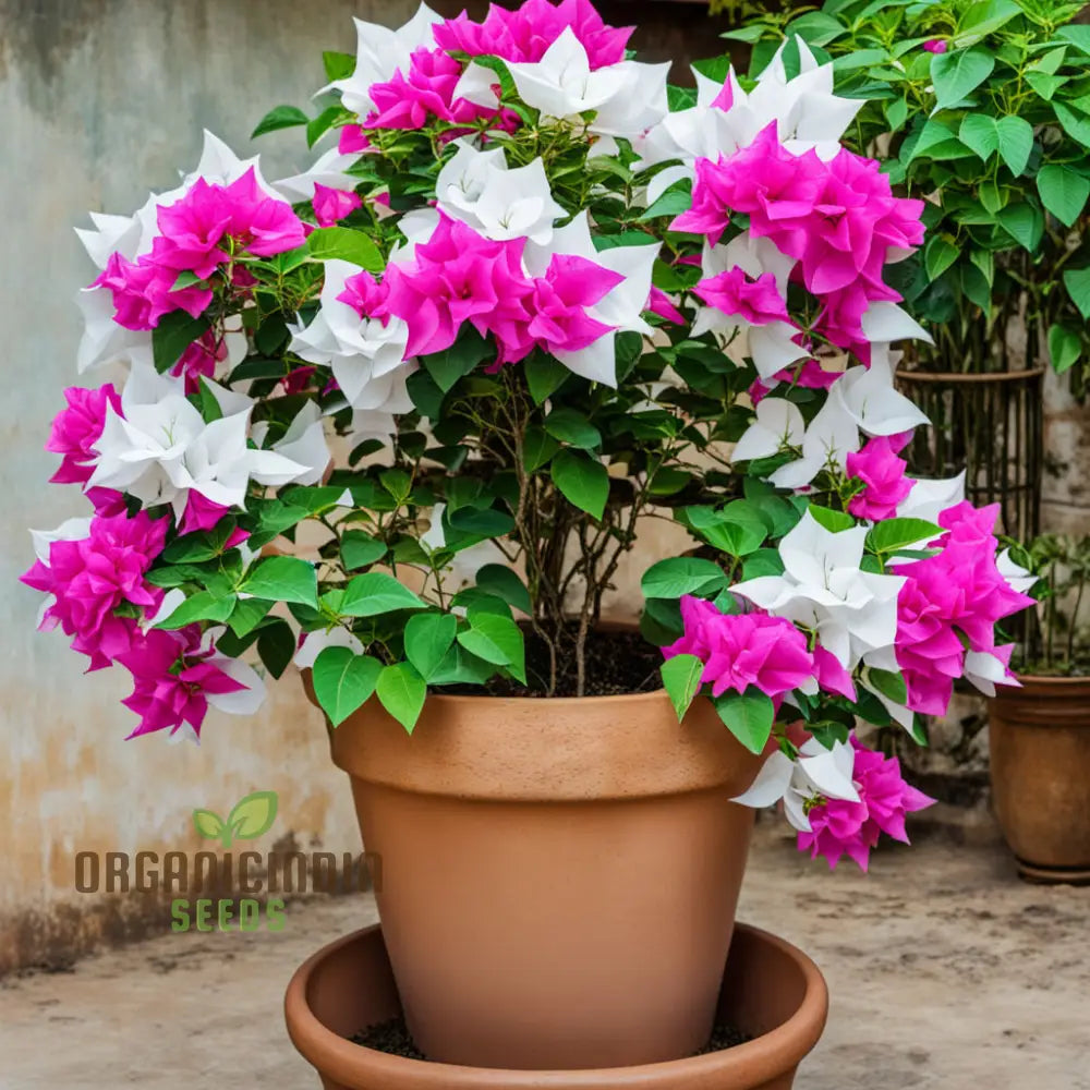 White Pink Bougainvillea Flower Seeds - Vibrant Blooms For Your Garden Premium Planting And