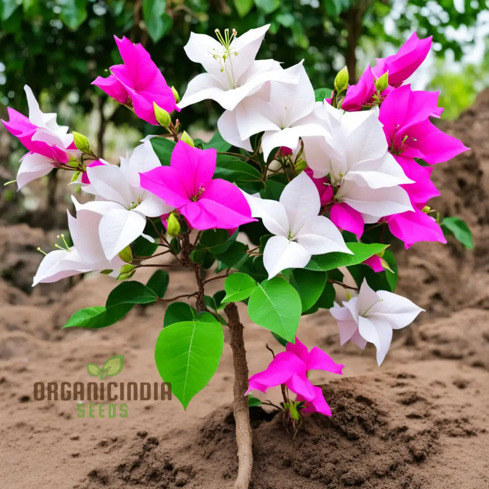 White Pink Bougainvillea Flower Seeds - Vibrant Blooms For Your Garden Premium Planting And