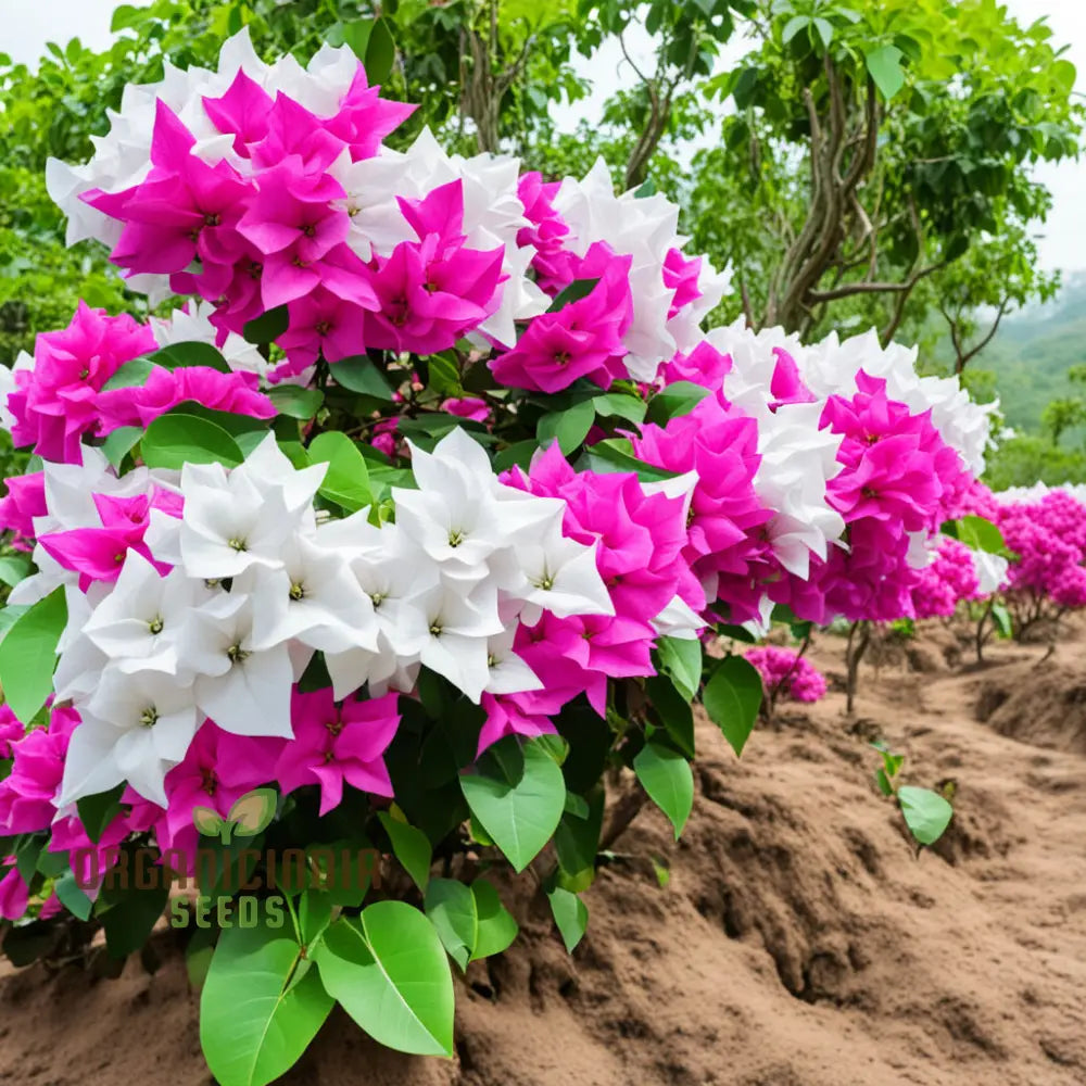 White Pink Bougainvillea Flower Seeds - Vibrant Blooms For Your Garden Premium Planting And